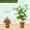 B, variant on Garden Climbing Frame Green Grid Support Peony Support Frame Flower Pot Frame Horticultural Fixing Rod, Support Garden Flower Stakes And Support For Climbing Vegetable Rattan Clip