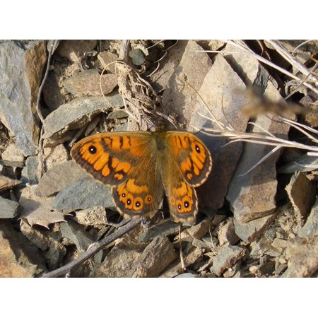 Monarch Life Cycle Poster LAMINATED POSTER Orange Monarch Butterfly Beauty Monarch Butterfly Poster Print 24 x 36 ()