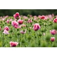 thumbnail image 2 of 1000 Seeds PINK & WHITE POPPY Papaver Somniferum Flower Seeds, 2 of 4