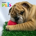 thumbnail image 3 of Juguete Pelota Chew Fancy Pets PELOTA, 3 of 3