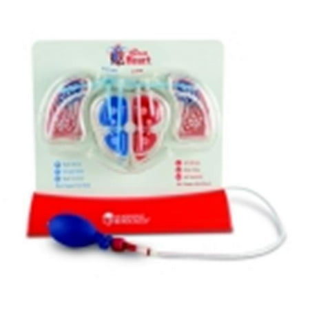 Learning Resources Multi-Sensory Pumping Heart Model, 12 x 11 x 5 In.