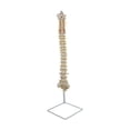 thumbnail image 4 of Vertebral Modelo Detallado de La Vertebral 88 Cm, Modelo de Enseñanza de Tamaño Real de Anatomía con Modelo de Esqueleto Base para shamjiam modelos de columna, 4 of 8