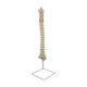 thumbnail image 4 of Modelo detallado de la vertebral vertebral Modelo de esqueleto de 35 ", con base Anatomía Tamaño real, Modelo de enseñanza para Cola modelos de columna, 4 of 8
