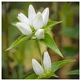 thumbnail image 2 of Everwilde Farms - 1 oz Cream Gentian Native Wildflower Seeds - Gold Vault Bulk Seed Packet, 2 of 2