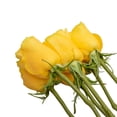thumbnail image 2 of Roses 50 Farm Direct Fresh Cut Yellow Do It Yourself Prewired Wired Roses by Bloomingmore, 2 of 6