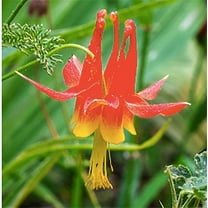 Eastern Columbine Flower Seeds Aquilegia Canadensis, Premium Non-GMO, Open Pollinated, US Grown Seed, Perennial Hummingbirds Butterflies Non-GMO 100 Seeds