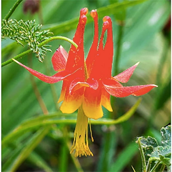 Eastern Columbine Flower Seeds Aquilegia Canadensis, Premium Non-GMO, Open Pollinated, US Grown Seed, Perennial Hummingbirds Butterflies Non-GMO 100 Seeds