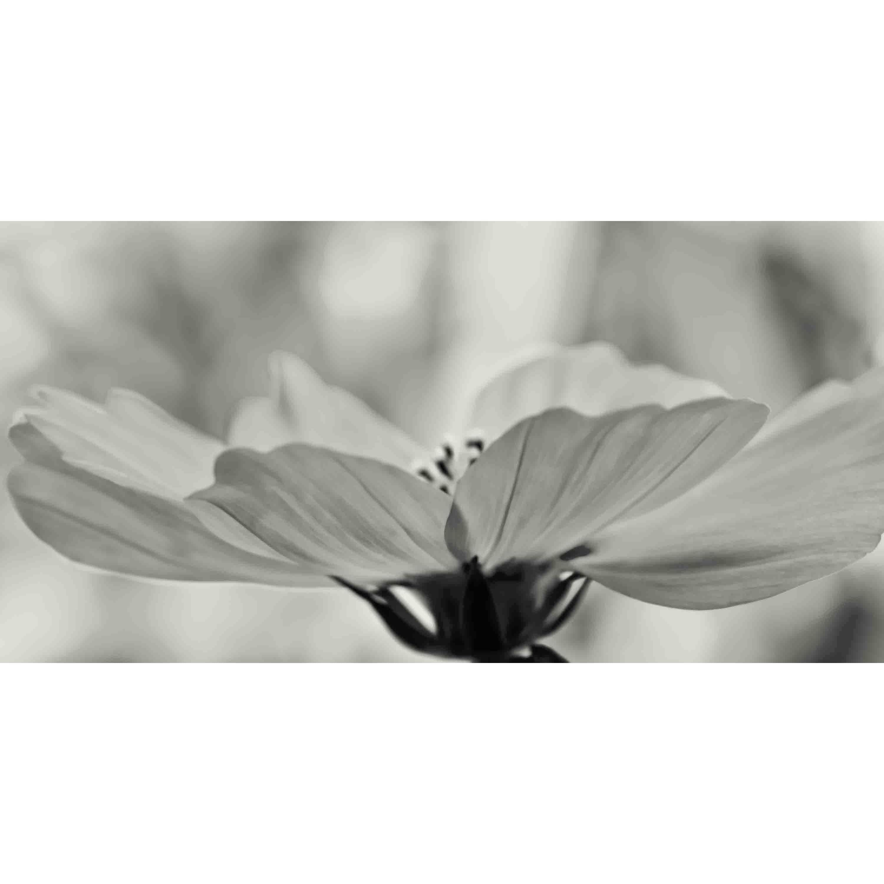 Marmont Hill 'Delicate Cosmos' by Don Schwartz Painting Print on Wrapped Canvas