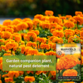 thumbnail image 3 of Crackerjack African Marigold Seeds - Non GMO Heirloom Varieties for your Flower Garden - 3 Pack, 3 of 4