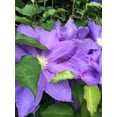 thumbnail image 2 of Bannon, Heidi 25x32 White Modern Wood Framed Museum Art Print Titled - Clematis, 2 of 4