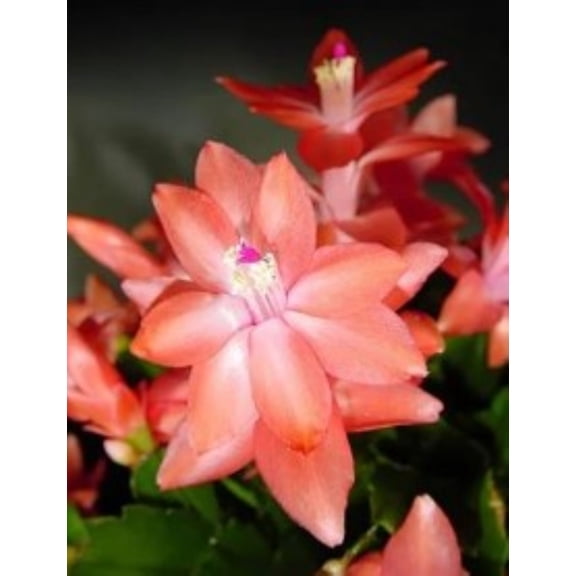Schlumbergera, Christmas Cactus, Sunset Dancer Orange Starter Plant, Lot of 2