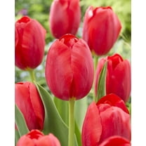 Red Impression Tulip Bulbs – Vibrant, Early Spring Blooms - Velvety Red Blooms (20 Bulbs)