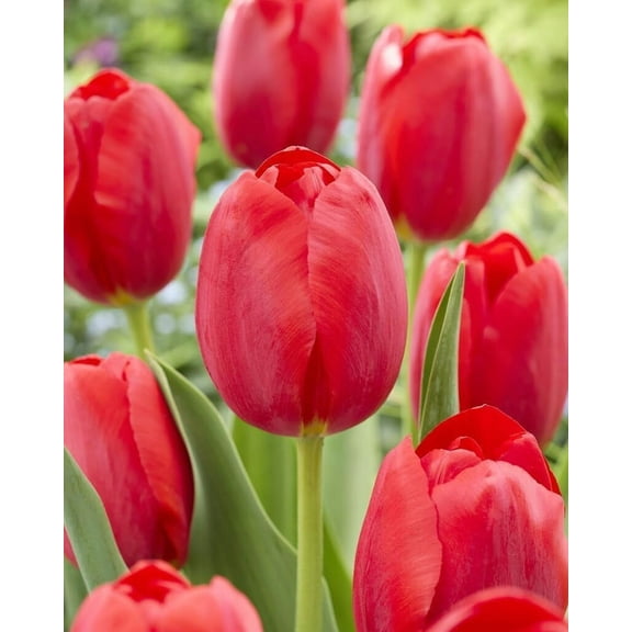 Red Impression Tulip Bulbs – Vibrant, Early Spring Blooms - Velvety Red Blooms (20 Bulbs)