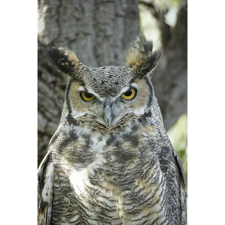 LAMINATED POSTER Eyes Feather Bird Watching Beak Great Horned Owl Poster Print 24 x 36