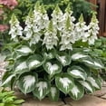 thumbnail image 1 of Semillas de Hosta abigarrada, 100 semillas por juego de semillas n.° 1, 1 of 1