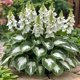 thumbnail image 1 of Semillas de Hosta abigarrada, 100 semillas por juego de semillas n.° 1, 1 of 1