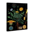 thumbnail image 2 of Stupell Industries Shabby Chic Dandelion Botanical Illustration Canvas Art, 30 x 40, by Vintage Hustle, 2 of 8