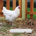 thumbnail image 4 of FUTUREORYY 2Ud Comedero Para Gallinas Con Superficie Lisa Y Sin Bordes Afilados Para Cuidado, 4 of 7