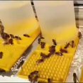 thumbnail image 5 of 1 pack Add bee foothold European style nest door plastic water feeder beekeeping tool, 5 of 5