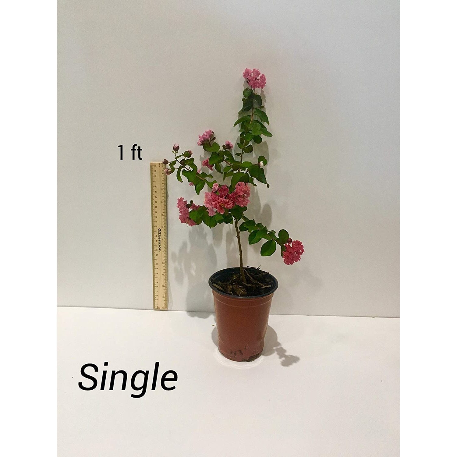 Tuscarora Crepe Myrtle Trees Pink s Quart Containers FIBROUS Root