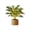 as shown, variant on The Palm Paradise Lamp – Realistic Flickering Artificial Tree Light with Warm Ambient Glow, Perfect for Living Rooms, Bedrooms & Gifts