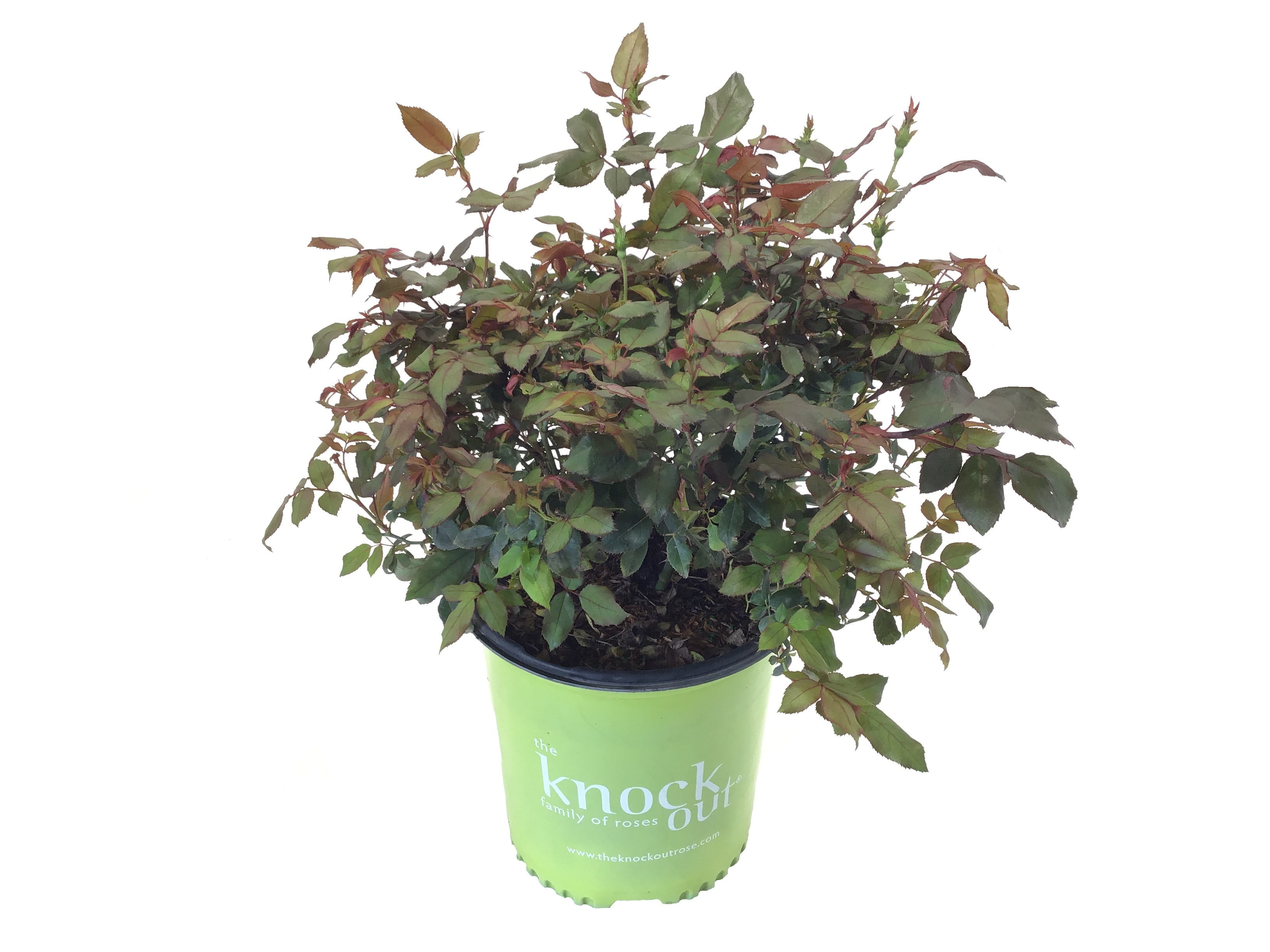 Knock Out Roses Red Knock Out Rose 2 Gallon (Rosa) Cherry-Red, Hot Pink Single Flowers Are Disease Resistant Live Outdoor Plant