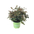 thumbnail image 3 of Knock Out Roses Red Knock Out Rose 2 Gallon (Rosa) Cherry-Red, Hot Pink Single Flowers Are Disease Resistant Live Outdoor Plant, 3 of 4