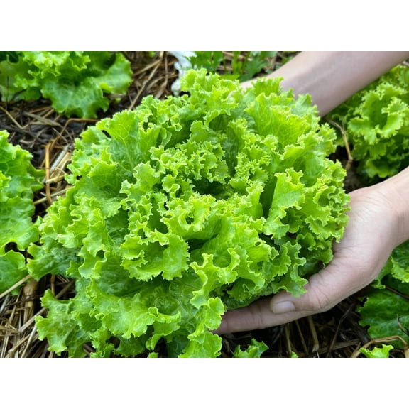 3000 Seeds Loose Leaf Green GRAND RAPIDS LETTUCE Lactuca Sativa Vegetable Seeds