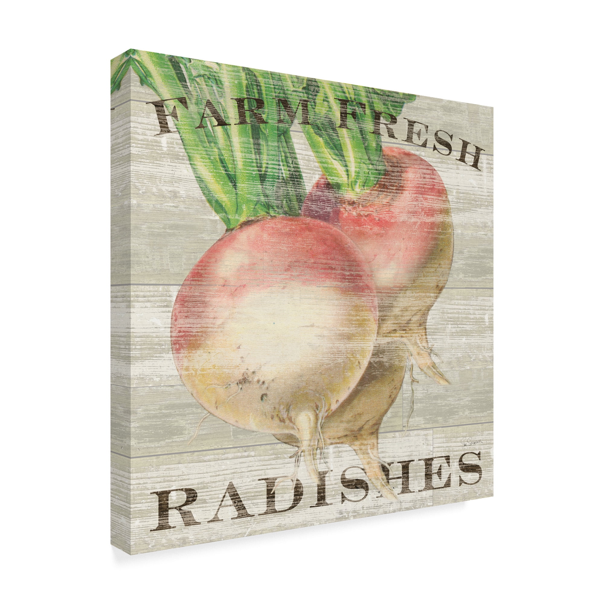 Trademark Fine Art 'Farm Fresh Radishes' Canvas Art by Sue Schlabach