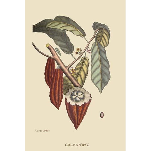 Cacao or Chocolate Tree-Fine Art Canvas Print (20" x 30")