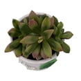 thumbnail image 2 of Holiday Cheer Succulent Planter - 3" White Ceramic Pot - Easy House Plant, 2 of 2