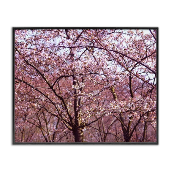 Stupell Industries French Country Pink Sky Cherry Blossom Forest Photography Black Framed Giclee Art, 14 x 11, by Frances Stpehnie