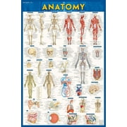 Anatomy Poster (24 x 36) - Laminated : a QuickStudy Reference (Edition 2) (Poster)