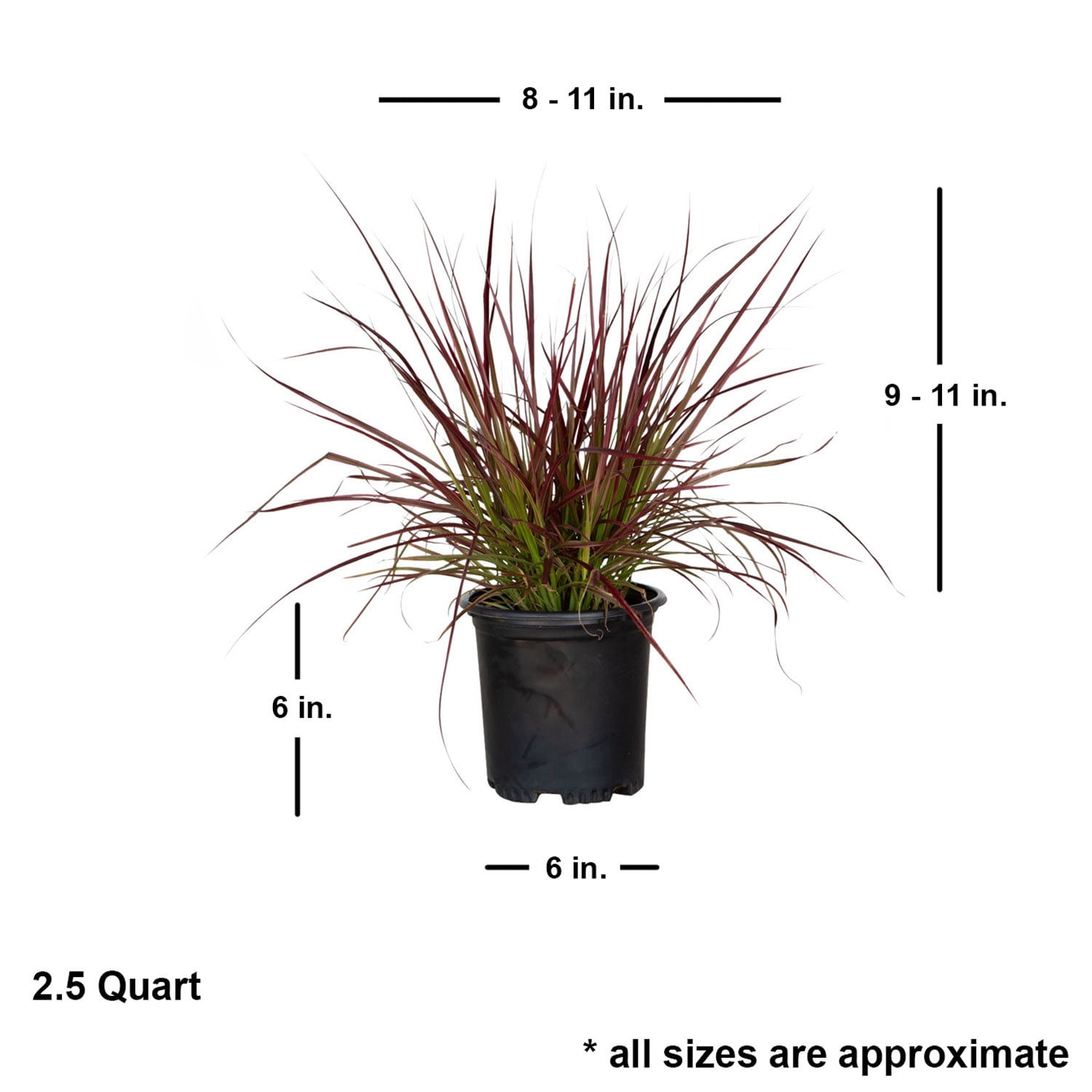2.5 qt. Pennisetum Setaceum Fireworks (Fountain Grass) - Colorful Live Perennial Plant