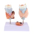 thumbnail image 2 of Magnified Human Anomy Model, Organ Dissection Model for Anomical Study, 89 x 909 inches, 2 of 8