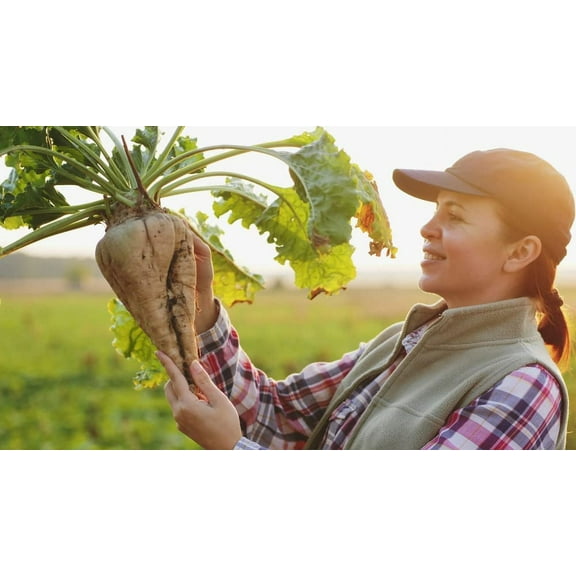 CZ Grain 250 Sugar Beet Plant Seeds, Tasty and Nutritious