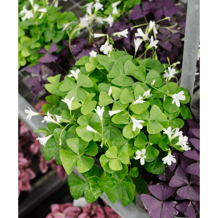Live Shamrock Plant, Small Shamrock Plant, Green Oxalis Live Plant, Oxalis  Plant Live Houseplants, Starter Plant in 4 Inches Pot