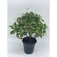thumbnail image 3 of Florida House Plants 4" Crown of Thorns Live Plants in 4" Pots, Low Maintenance, 3 of 9