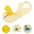 thumbnail image 3 of MasteelfCA Human Ear Canal Structure Anatomy Model Teaching Aid Medical Teaching Supply, 3 of 7