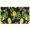 Yellow Lemon Fruit-1, variant on Yellow Lemon Fruit Flowers Black Pattern Door Rugs,Washable Non Slip Door Mats Indoor,Decorative Door Mats,Entry Mat Indoor for Entrance,Bedroom,Kitchen,Bathroom,17"x30"