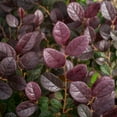 thumbnail image 4 of National Plant Network 3 gal Loropetalum Crimson Fire Live Shrub, 4 of 6