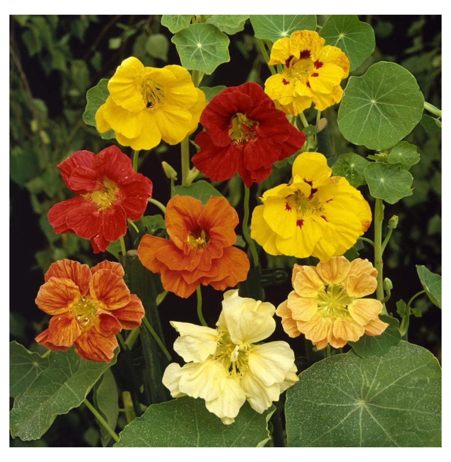 HeSLehs 1 lb. Annual Nasturtium Climbing Vine Flower Seed Mix for ...