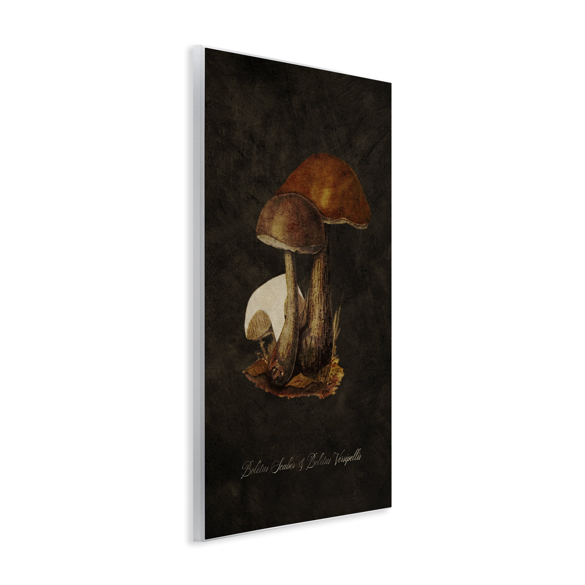 Stupell Industries Mushroom Types Study Plants & Flowers Painting Unframed Art Print Wall Art, 13 x 19