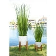 thumbnail image 5 of Flora Bunda CS4547E-WH 50 in. Onion Grass in 10 in. Cathdral Ceramic on Stand, White, 5 of 5
