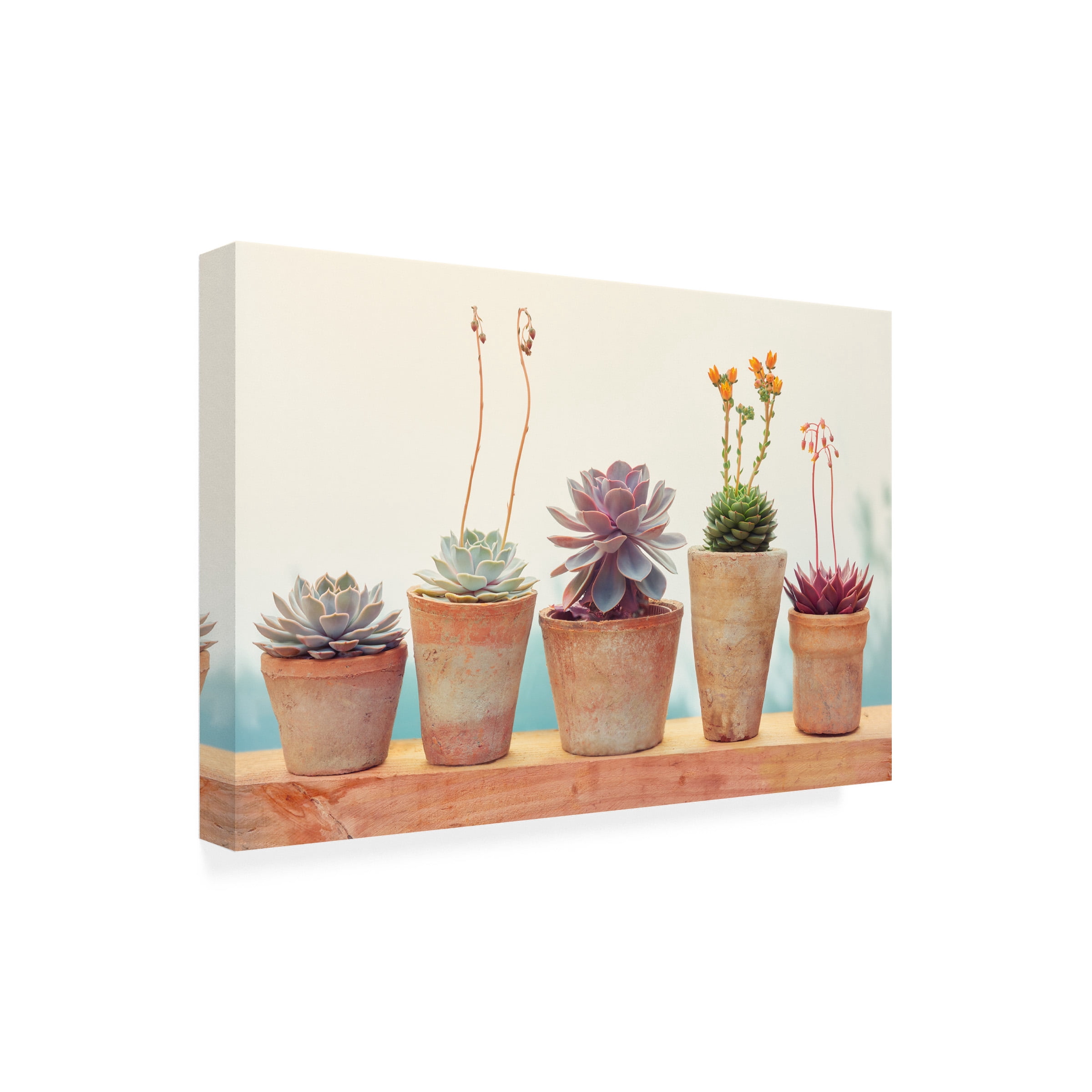 Cora Niele 'Succulent Window I' Canvas Art