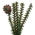 thumbnail image 3 of Vickerman 18" Carmel Pine Artificial Christmas Tree Unlit -C803918, 3 of 4