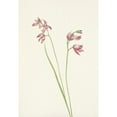 thumbnail image 2 of Mary Vaux Walcott 18x24 Black Ornate Framed Double Matted Museum Art Print Titled: Grass-Pink Orchid. Limodorum Tuberosum (1925), 2 of 5