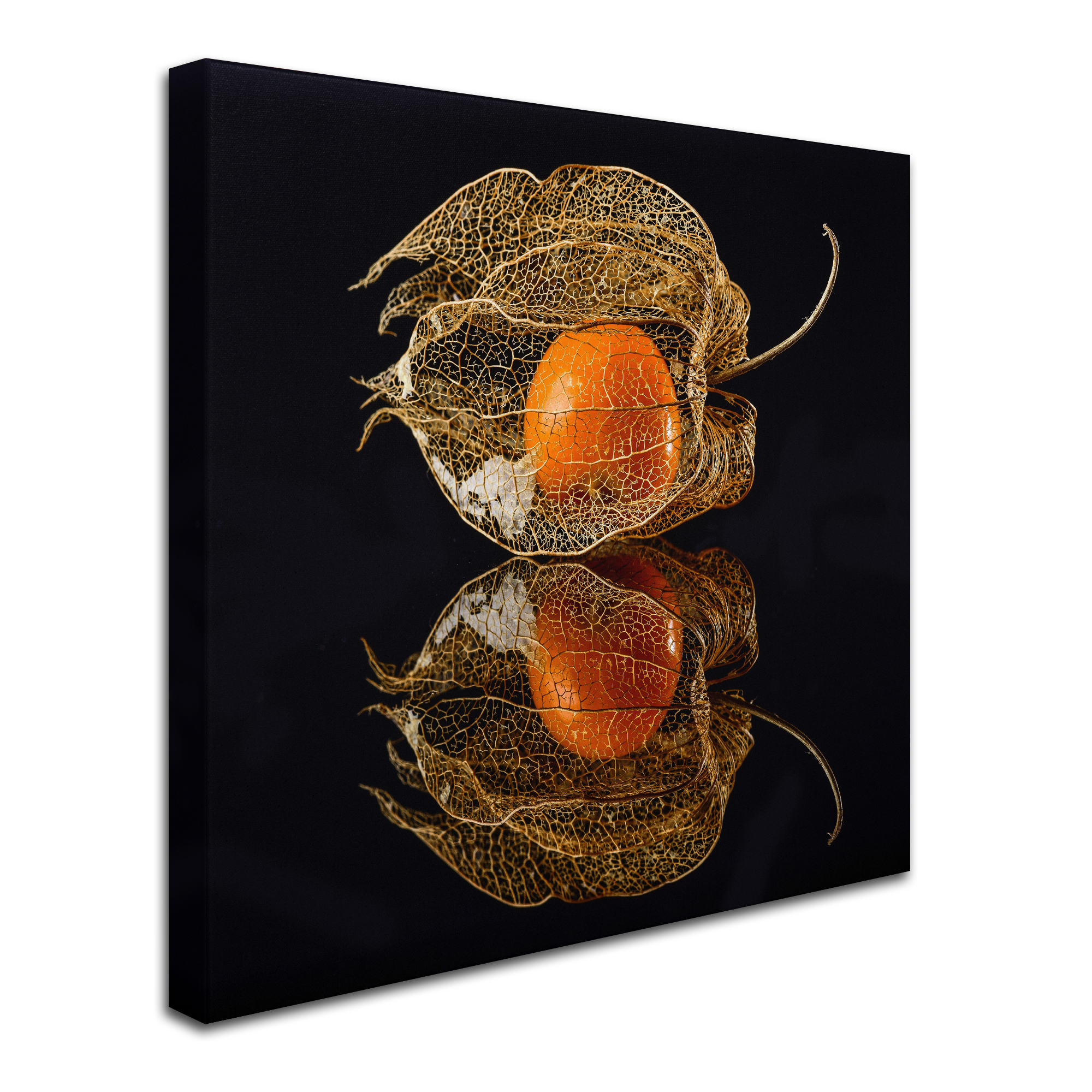 Trademark Fine Art 'Physalis' Canvas Art by Klaus Grosshanten