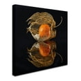 thumbnail image 2 of Trademark Fine Art 'Physalis' Canvas Art by Klaus Grosshanten, 2 of 3