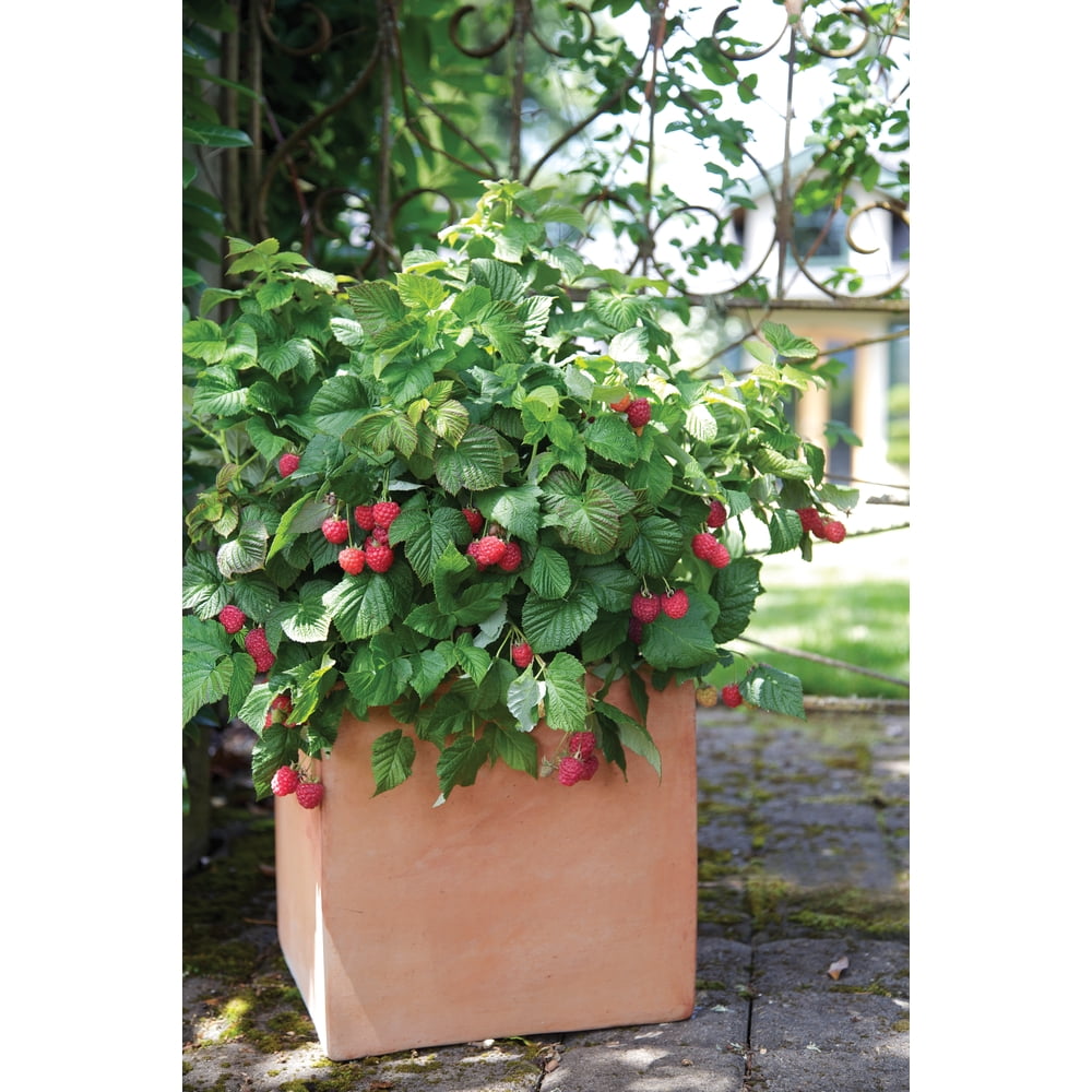 3.5 In. Bushel and Berry® 'Shortcakes' Raspberry Plant